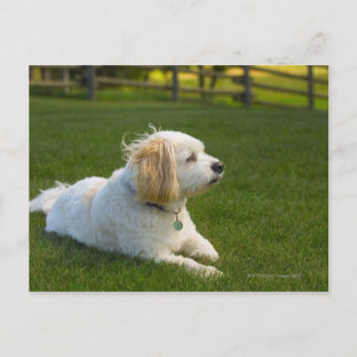 Weißer Hund Postkarte