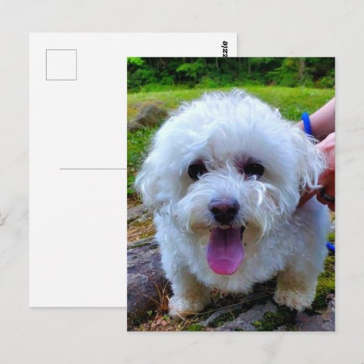 Weißer Hund Postkarte (Vorne/Hinten)