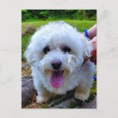 Weißer Hund Postkarte (Vorderseite)