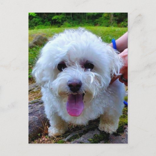Weißer Hund Postkarte (Vorderseite)