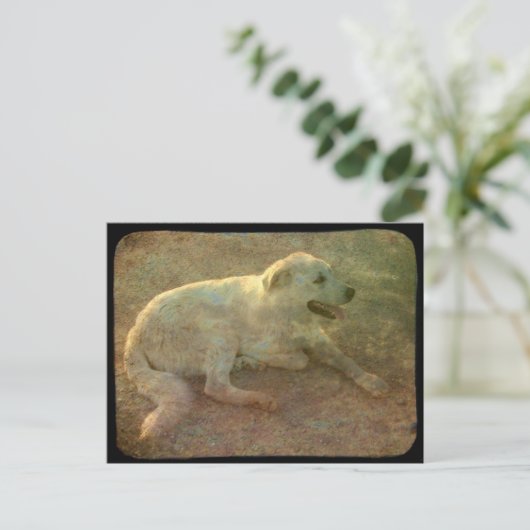 Weißer Hund Postkarte (Stehend Vorderseite)