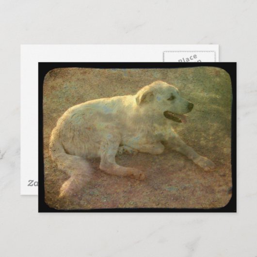 Weißer Hund Postkarte (Vorne/Hinten)