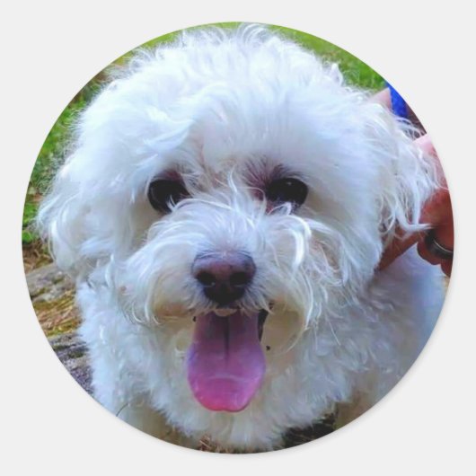 Weißer Hund Runder Aufkleber (Vorderseite)