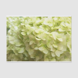 Weißer Hydrangea-Blumenhintergrund Seidenpapier