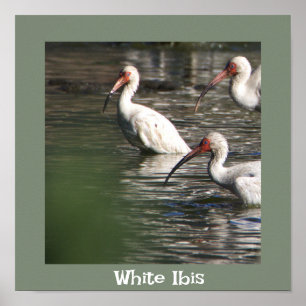 Weißer Ibis-Vogel-Foto-Poster Poster