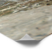 Weißer Ibus-Küstenfang (Eudocimus albus) Poster (Ecke)