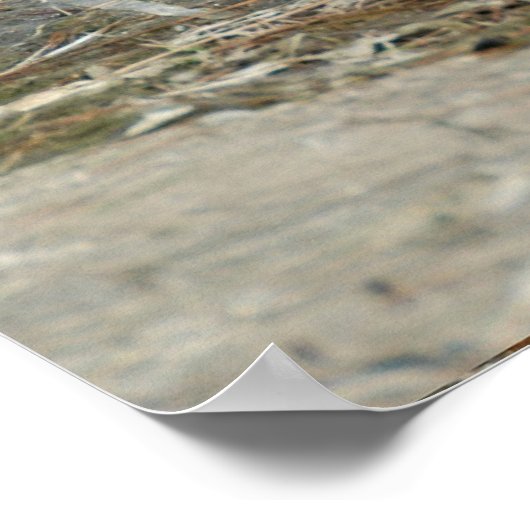 Weißer Ibus-Küstenfang (Eudocimus albus) Poster (Ecke)