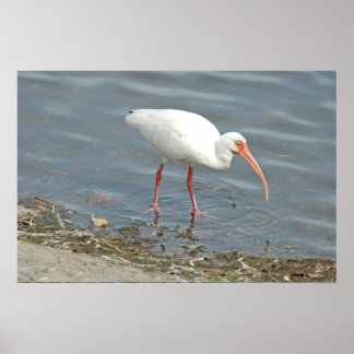 Weißer Ibus-Küstenfang (Eudocimus albus) Poster