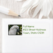 Weißer Kakadu (Insitu)