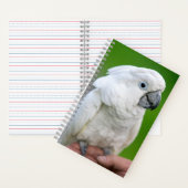 Weißer Kakadu, Schirmpapagei, Papagei Notizblock (Innen)