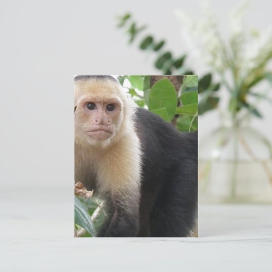 Weißer Kapuziner Affe Postkarte (Stehend Vorderseite)