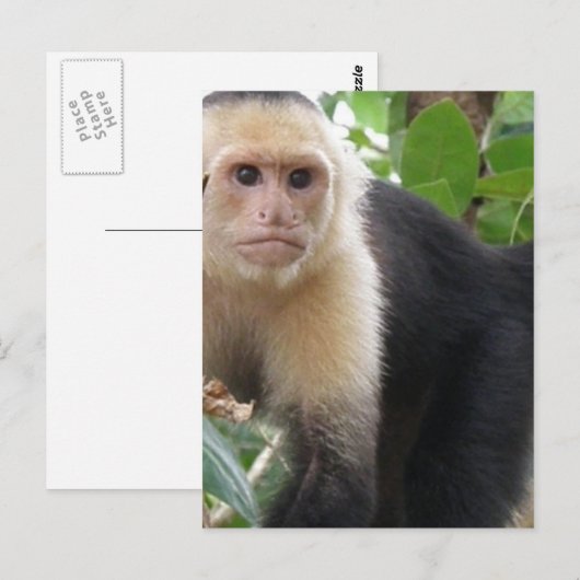 Weißer Kapuziner Affe Postkarte (Vorne/Hinten)