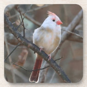 weißer Kardinal Getränkeuntersetzer (Vorderseite)