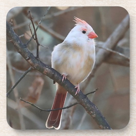 weißer Kardinal Getränkeuntersetzer (Vorderseite)
