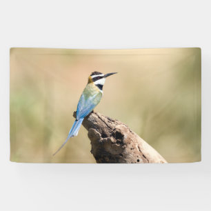 Weißer Kehlkäfer Banner