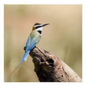 Weißer Kehlkäfer Poster (Vorderseite)