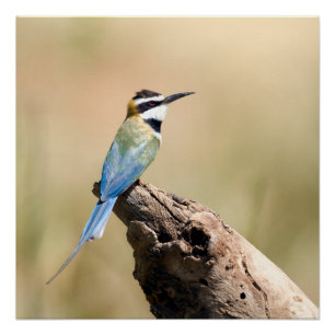 Weißer Kehlkäfer Poster