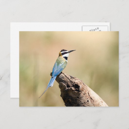 Weißer Kehlkäfer Postkarte (Vorne/Hinten)