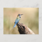 Weißer Kehlkäfer Postkarte (Vorderseite)