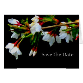 Weißer Kirschbaum, Foto der Blüten