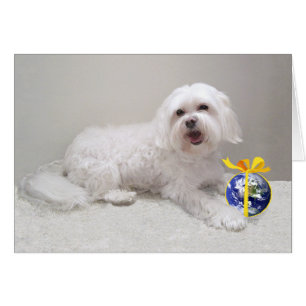 Weißer Kleiner Hund (Maltese) Rettung