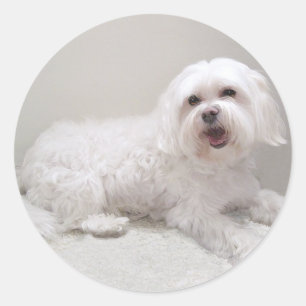 Weißer Kleiner Hund (Maltese) Rettung Runder Aufkleber