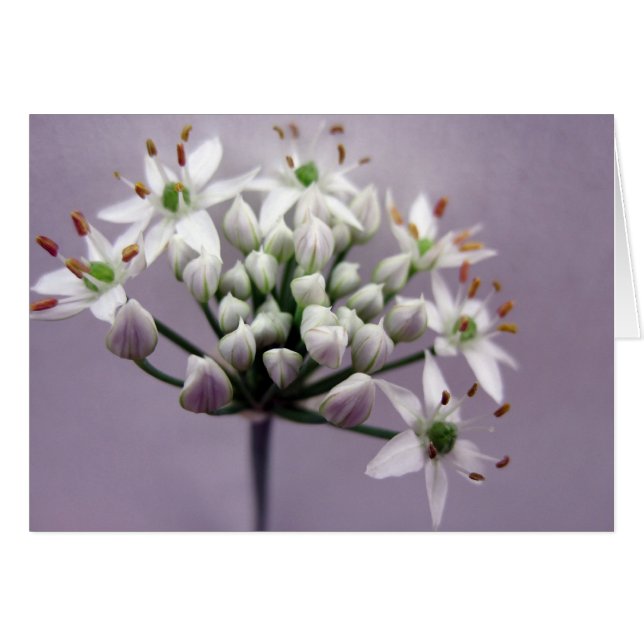 Weißer Knoblauchchive Blüten auf Lila (Vorderseite (Horizontal))