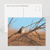 Weißer Kronenammer auf einem Stock Postkarte (Vorne/Hinten)