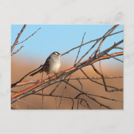 Weißer Kronenammer auf einem Stock Postkarte