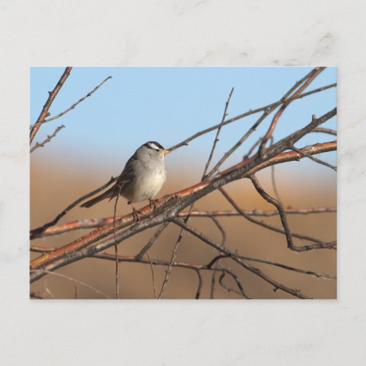 Weißer Kronenammer auf einem Stock Postkarte (Vorderseite)