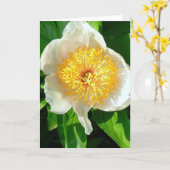 WEISSER KULTURPUNKT MIT GELBE ZENTRUM/CHERRY HILY  KARTE (Gelbe Blume)