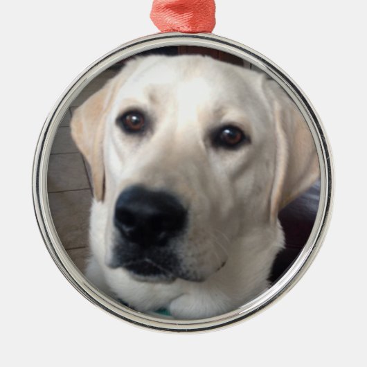 Weißer Labrador Ornament Aus Metall (Vorne)