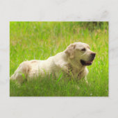 Weißer Labrador Retriever Hund Postkarte (Vorderseite)