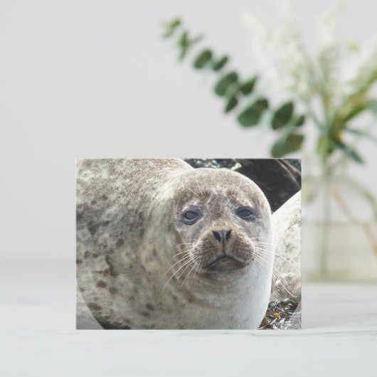 Weißer Leopard Siegel Postkarte (Stehend Vorderseite)