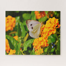 Weißer Ling Butterfly.