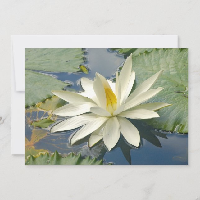 Weißer Lotus (Vorderseite)