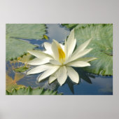 Weißer Lotus Poster (Vorne)