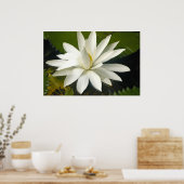 Weißer Lotus Poster (Küche)
