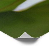 Weißer Lotus Poster (Ecke)