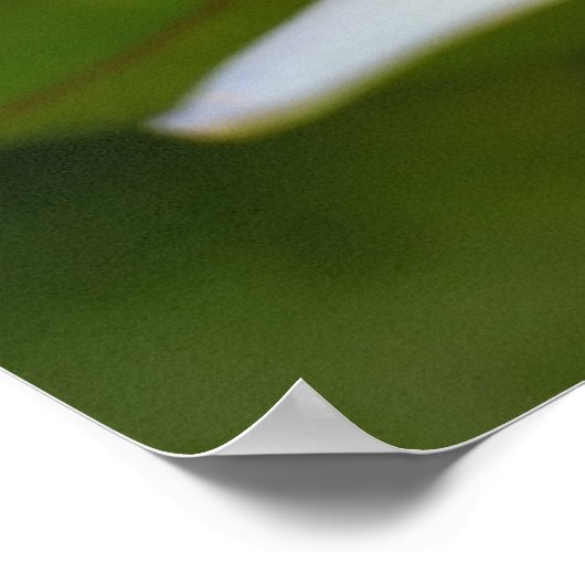 Weißer Lotus Poster (Ecke)