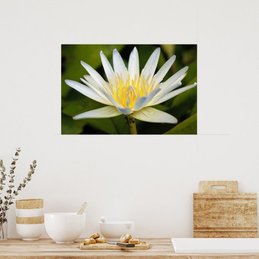 Weißer Lotus Poster (Küche)