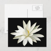 Weißer Lotus Postkarte (Vorne/Hinten)