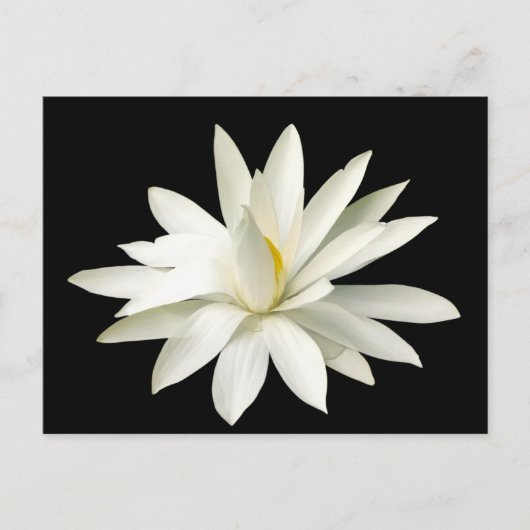Weißer Lotus Postkarte (Vorderseite)