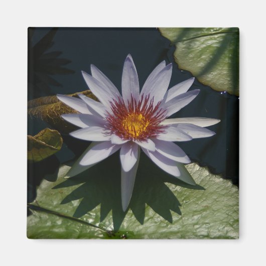 Weißer Lotus-Wasserlilie-Magnet Magnet (Vorne)