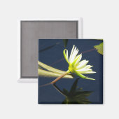 Weißer Lotus-Wasserlilie-Magnet Magnet (Vorderseite/Rückseite)