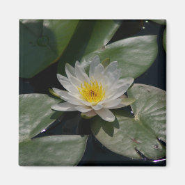 Weißer Lotus-Wasserlilie-Magnet Magnet