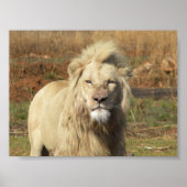 Weißer Löwe Poster (Vorne)