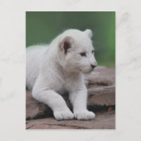 Weißer Löwenbecher 2