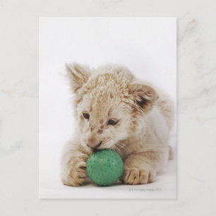 Weißer Löwenwürfel (Panthera leo krugeri) spielen Postkarte