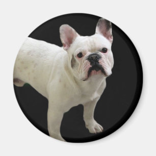 Weißer Magnet der französischen Bulldogge